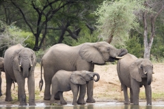 12 Young Elephants Drinking