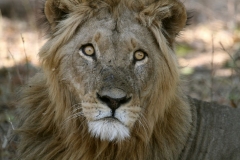 15 Young male Lion