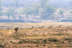 17 Lion chasing Impala